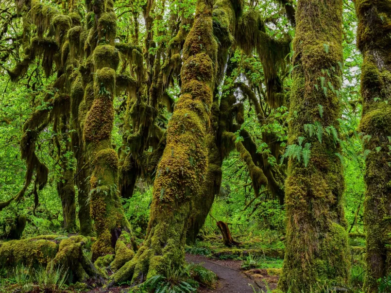 Hikers on moss-covered trail through the lush Hoh Rain Forest in Olympic National Park