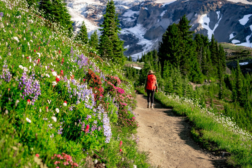Hikers on trail through wildflower meadows with Mount Rainier in background