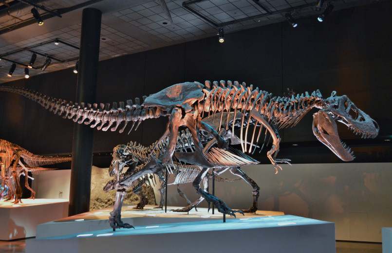 Houston Museum Natural Science dinosaur hall Dinosaur skeletons displayed in the paleontology hall at the Houston Museum of Natural Science