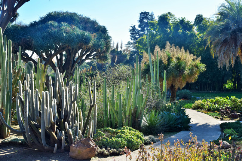 Expansive desert garden with diverse cacti and succulent species on hillside