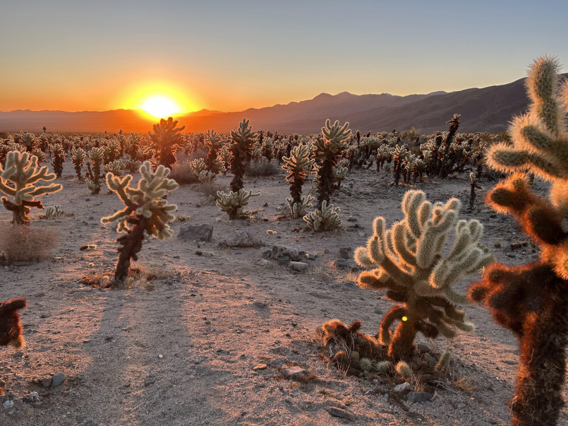 Silhouetted Joshua trees against a colorful sunrise sky in Joshua Tree National Park