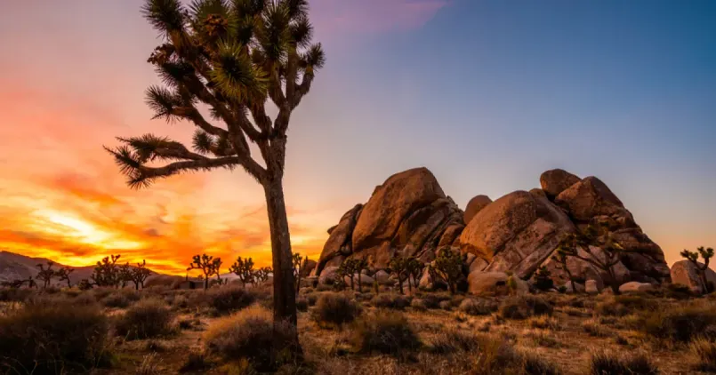 Joshua trees with their distinctive silhouettes against a sunset backdrop in Joshua Tree National Park