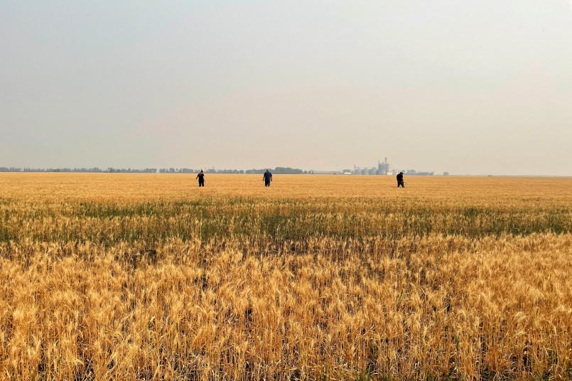 Combine harvesters working in vast wheat fields during harvest season in Kansas