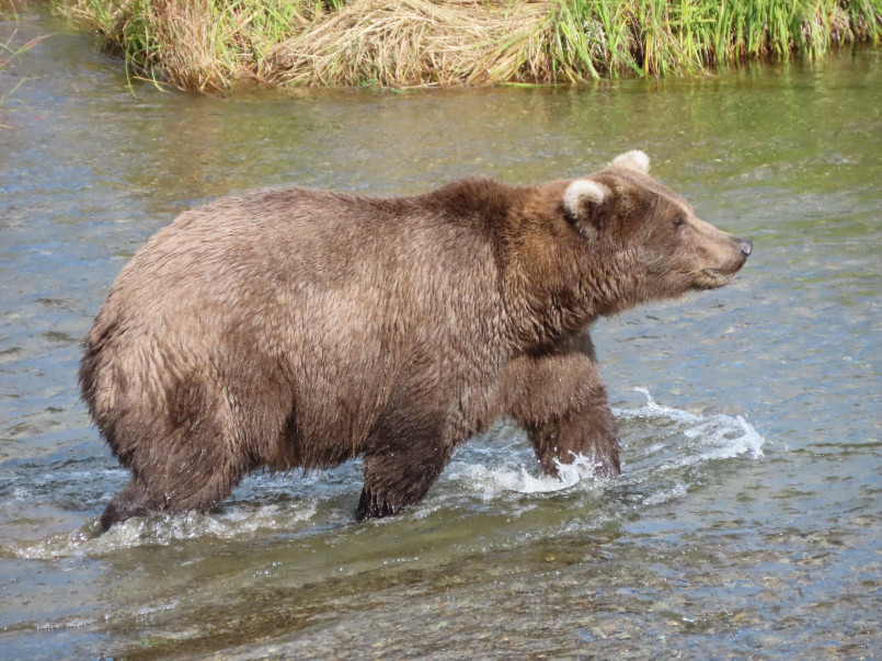 Katmai national park bears fishing Brown bears fishing for salmon at Brooks Falls in Katmai National Park, Alaska