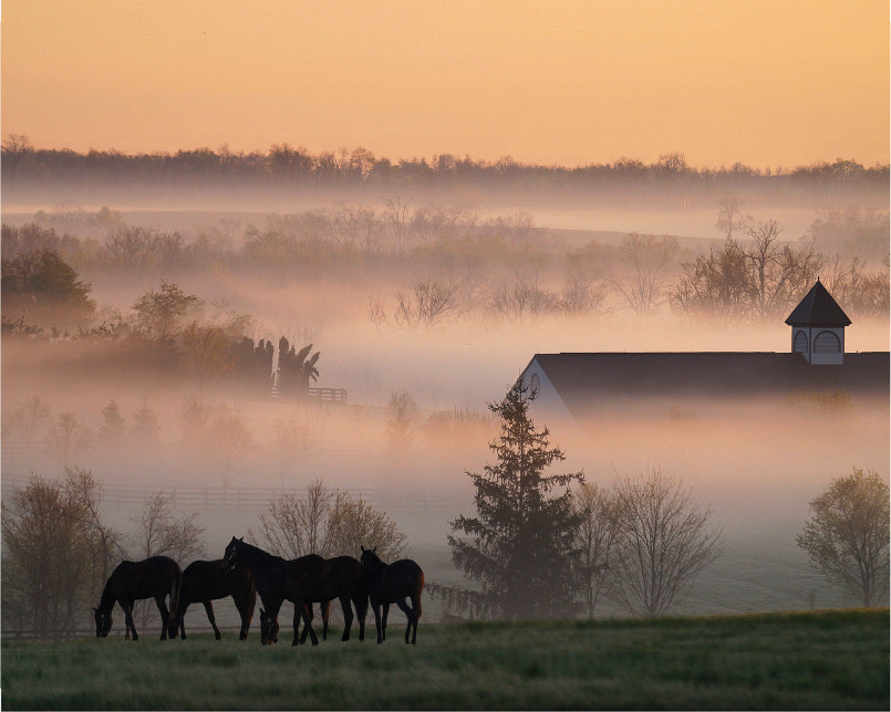 Rolling hills of Kentucky bluegrass with white fences and thoroughbred horses grazing