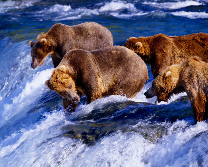 A large Kodiak brown bear catching salmon in a rushing stream on Kodiak Island