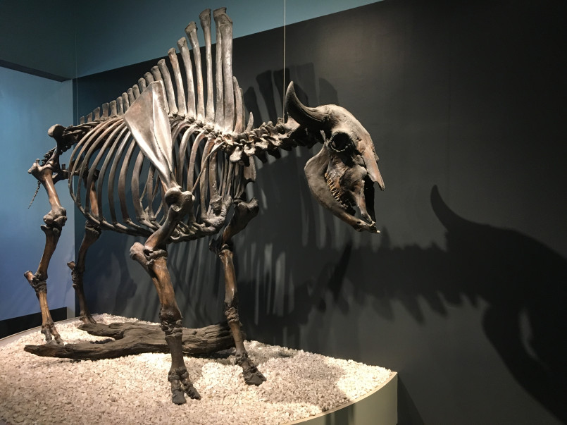 Ice age mammal skeleton excavation from tar pits