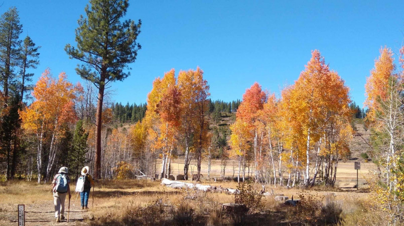 Lake Tahoe fall colors aspens Golden aspen trees reflecting in the crystal blue waters of Lake Tahoe