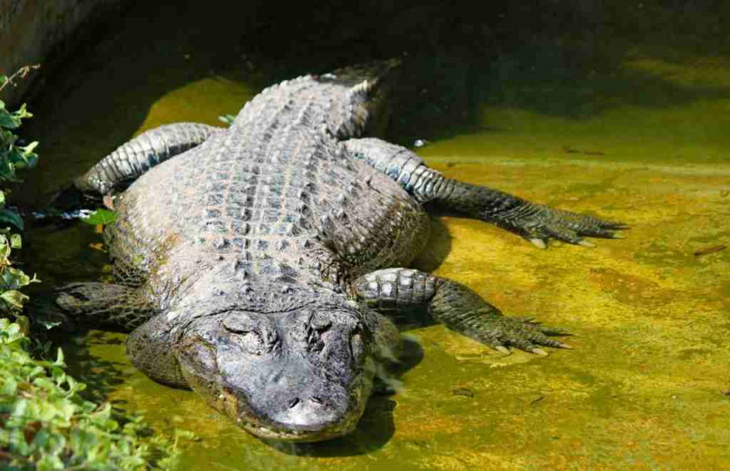 Large American alligator partially submerged in Florida Everglades water