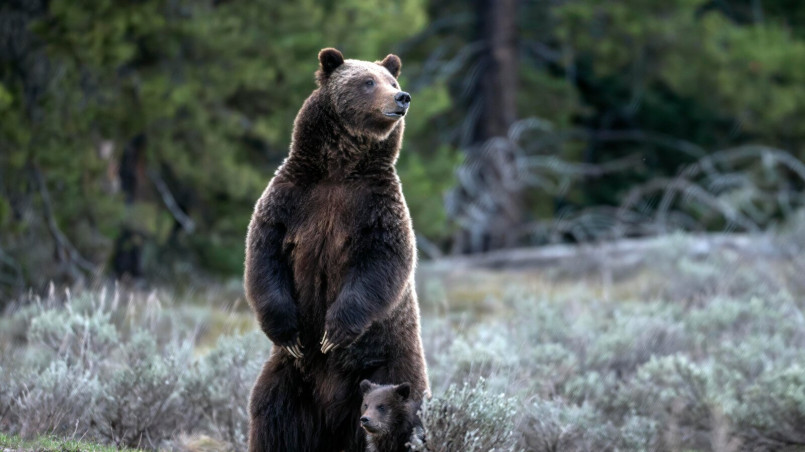 Large grizzly bear standing on hind legs in Yellowstone National Park