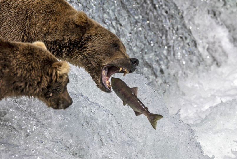 Large Kodiak brown bear catching salmon in a rushing stream