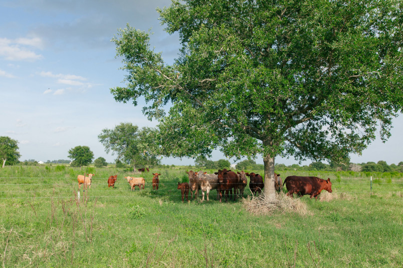 Cattle grazing in green pasture with oak trees in background