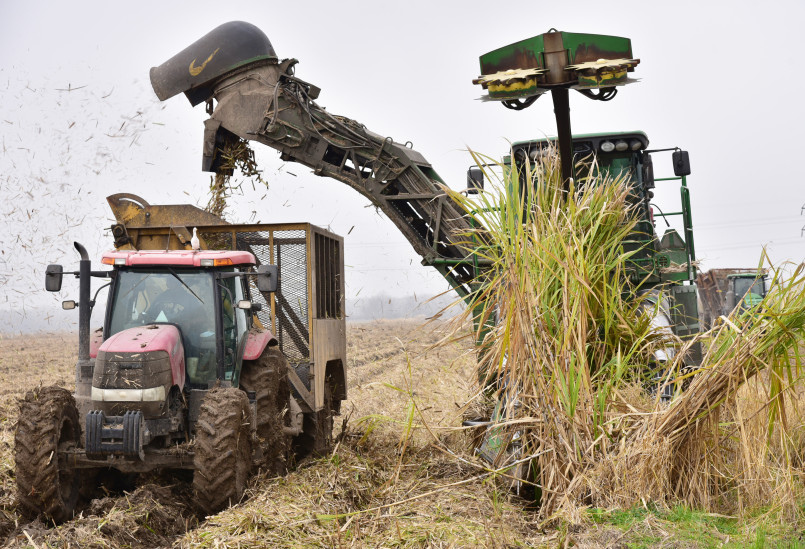Workers harvesting tall sugarcane in Louisiana field
