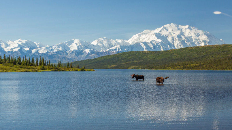 Majestic mountain views of Denali National Park in Alaska with wildlife