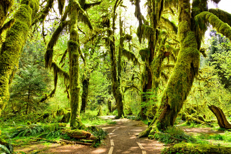 Lush green moss covering trees in the Hoh Rainforest of Olympic National Park with sunlight filtering through the canopy