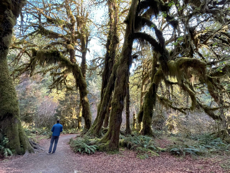 Olympic National Park Hoh Rainforest trail Hikers on moss-covered trail through the lush Hoh Rain Forest in Olympic National Park
