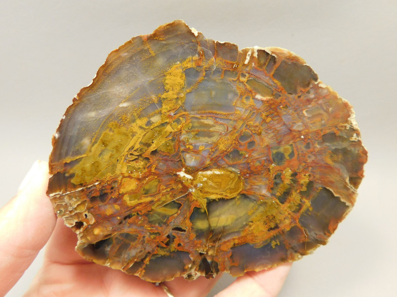 Colorful cross-section of petrified wood showing crystal structure