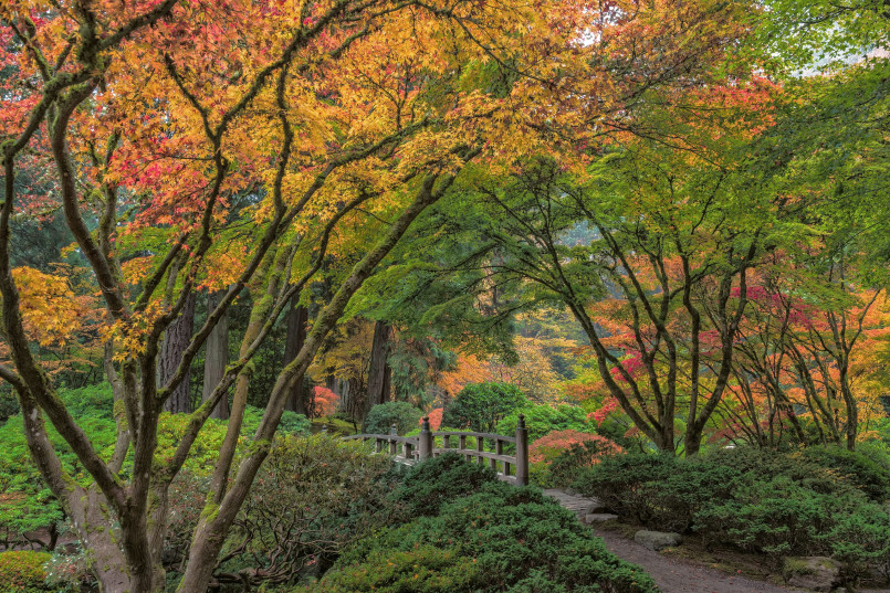 Traditional Japanese garden with stone lantern, maple trees, and pagoda