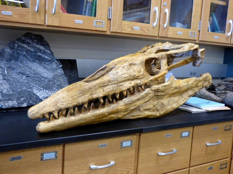 Reconstructed skeleton of Augustynolophus morrisi displayed in a California natural history museum