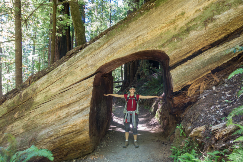 Sunlight filtering through massive ancient redwood trees towering above a forest trail