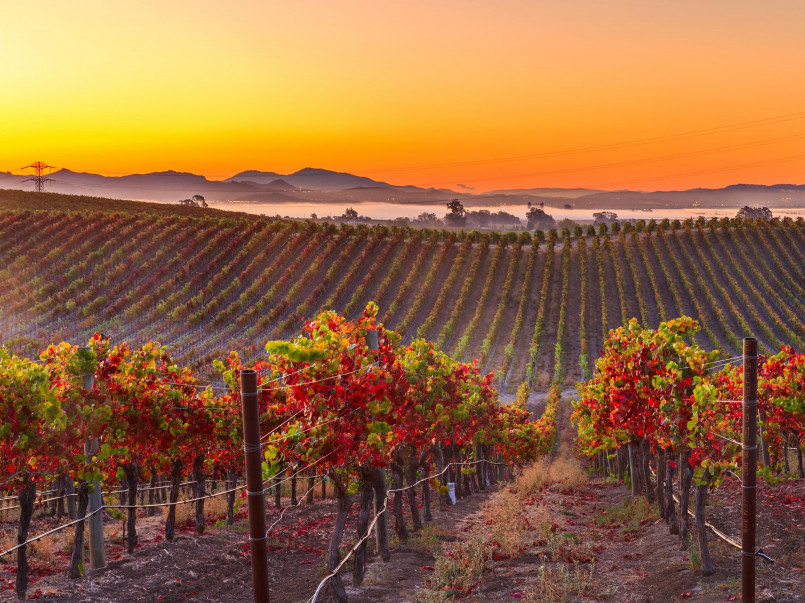 california napa valley vineyards sunset 10 Best States for Wine Lovers: Unforgettable Vineyard Experiences Across USA