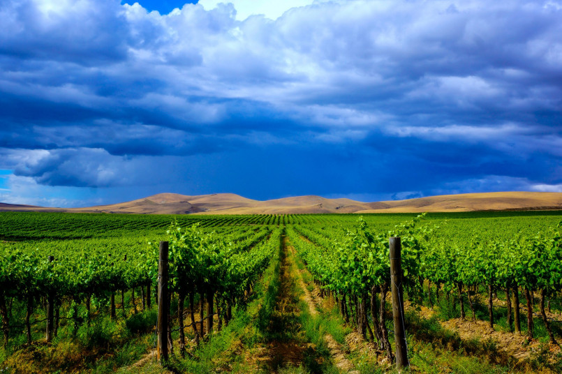 Washington state vineyard yakima valley Rows of grapevines with Mount Adams visible in the background in Washington's Yakima Valley