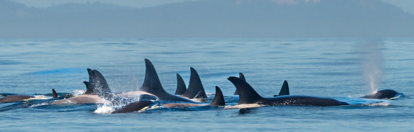 Orca whale breaching in waters near San Juan Islands with forested coastline in background
