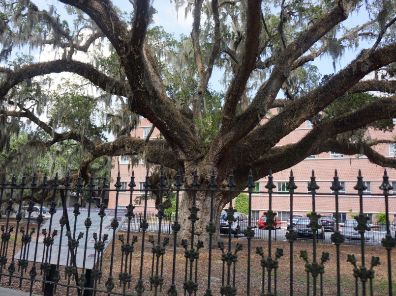 Savannah Georgia historic squares oak trees spanish moss One of Savannah's historic squares with ancient oak trees draped in Spanish moss and surrounding historic homes