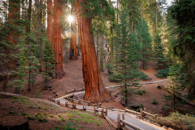 Sequoia National Park Giant Forest trail Hikers dwarfed by massive sequoia trees on trail in Sequoia National Park