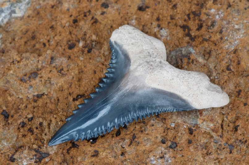 Collection of fossil shark teeth including megalodon tooth
