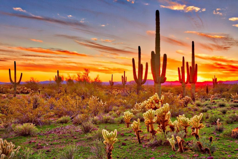 Silhouettes of tall saguaro cacti against a vivid orange and purple sunset in the Sonoran Desert