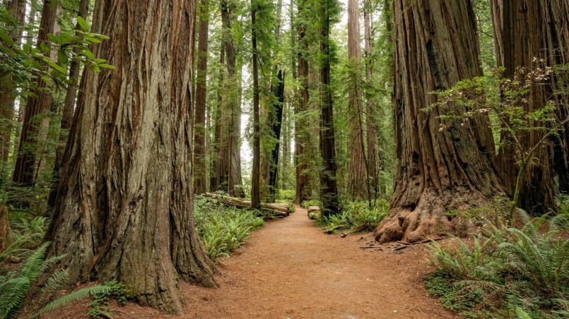Sunlight filtering through towering redwood trees along a forest path