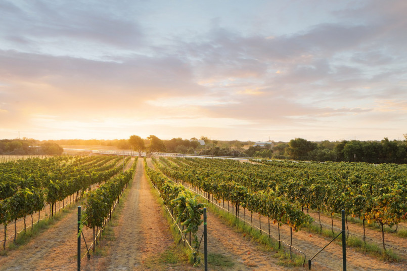 Texas hill country vineyard fredericksburg Sunset over a vineyard with rustic barn in Texas Hill Country near Fredericksburg