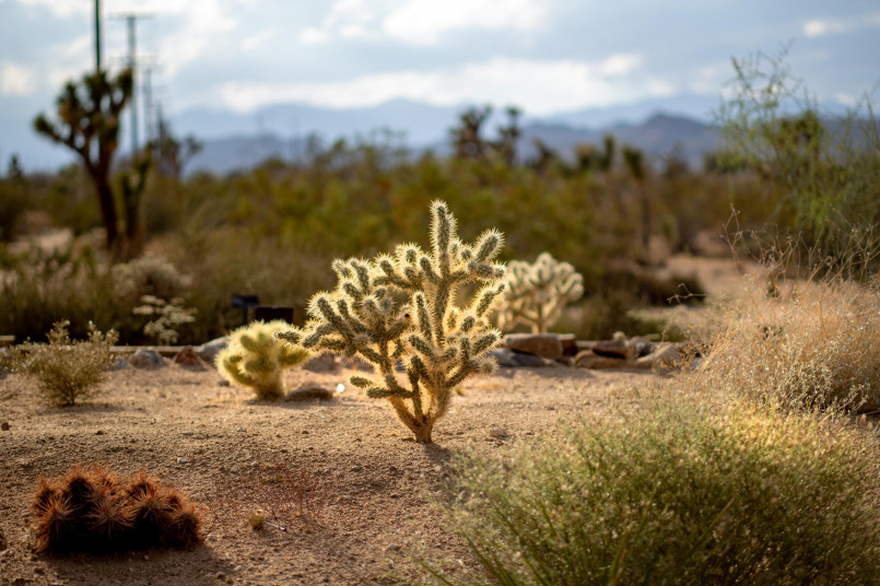 7 Magnificent Deserts in the United States: Nature's Sandy Wonders