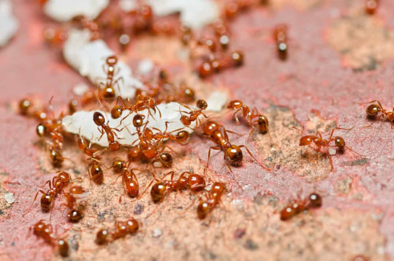 Swarm of red fire ants on disturbed ground