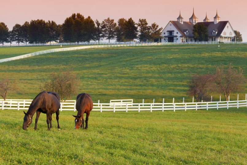 Thoroughbred horses grazing in lush bluegrass pastures on a Kentucky horse farm with white fences