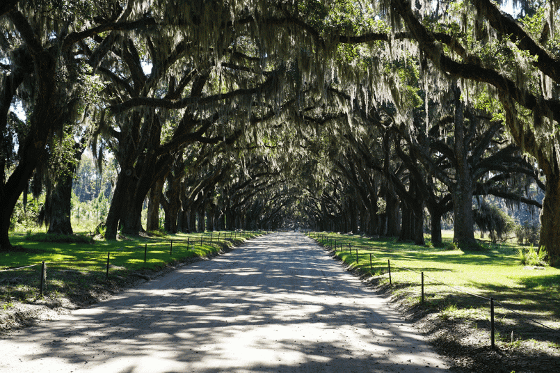 Forsyth Park Savannah Georgia oak trees Tree-lined pedestrian path through Forsyth Park in Savannah with moss-draped oak trees and historic fountain