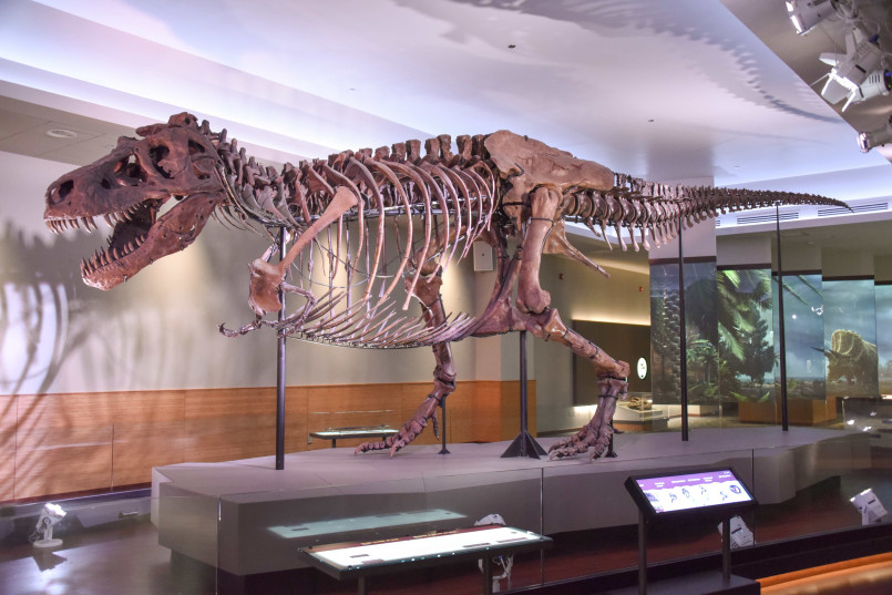 Complete Tyrannosaurus rex skeleton on display