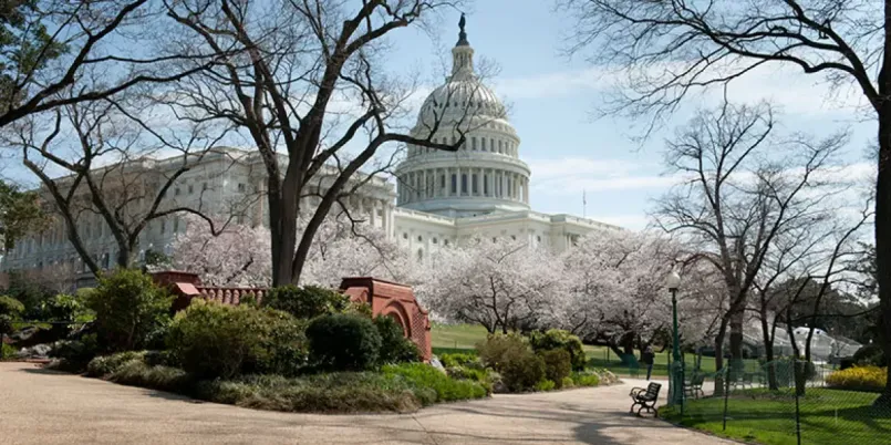 US Capitol building with cherry blossoms in bloom