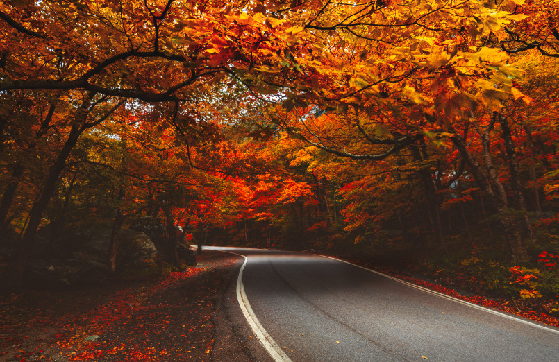 Vermont fall foliage Route 100 Winding road through vibrant fall foliage in Vermont's Green Mountains