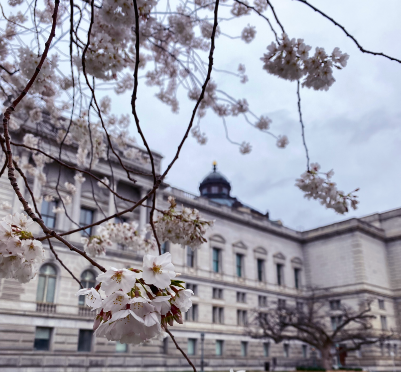 Washington DC Capitol Building cherry blossoms Washington DC Capitol Building with cherry blossoms in bloom