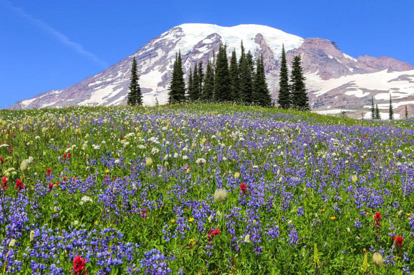 Hikers on a trail through wildflower meadows with Mount Rainier in the background